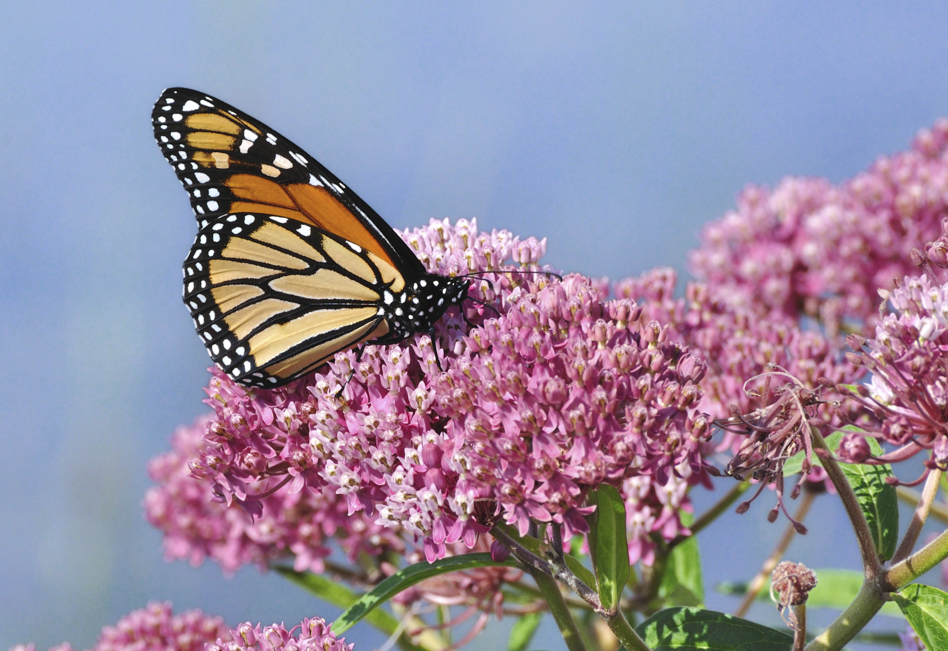 Regulation Poses Biggest Threat to Monarch Butterflies | Competitive ...