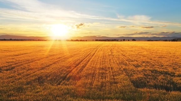 bigstock-Sunset-Over-Wheat-Field--46917586