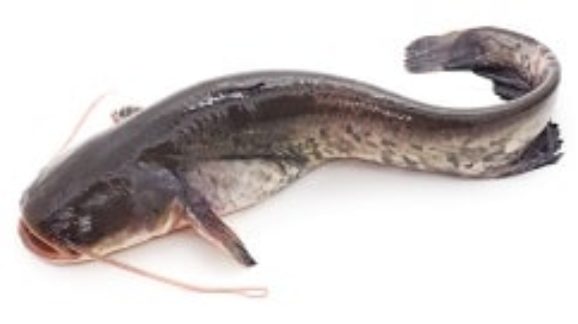 Groups Urge U.S. House to Nullify Wasteful Catfish Rule