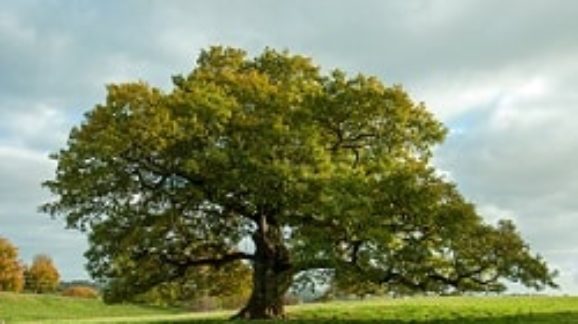 Is Global Warming Killing America’s Oldest Oak Tree?