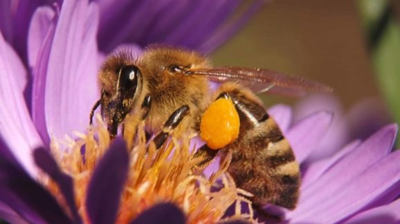 Endangered Species Bee Listing Could Harm Bees, Butterflies, other Pollinators