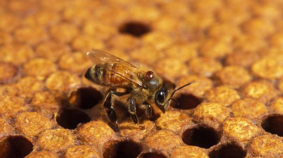 Environmental Activists Continue to ‘Bee’ Wrong about Honeybee Health Challenges