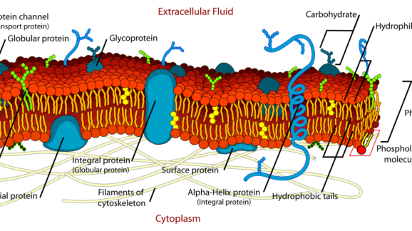 2000px-Cell_membrane_detailed_diagram_en
