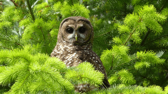 northern-spotted-owl_katrina-krause