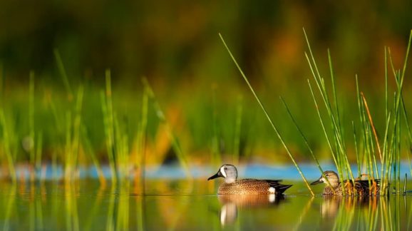 Lake-Reeds-Wildlife-Birds-Plants-Florida-Ducks-2111797