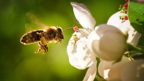 Luddites, not Almond Milk, Pose Biggest Risk to Honeybees
