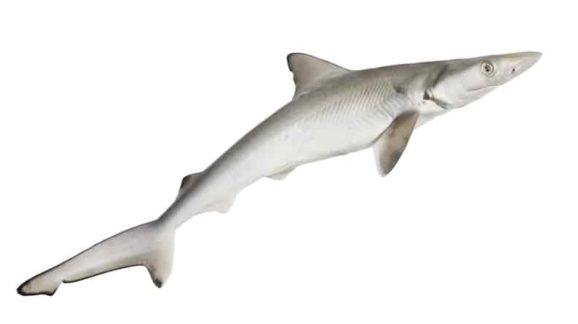 Spiny dogfish GettyImages-466232105