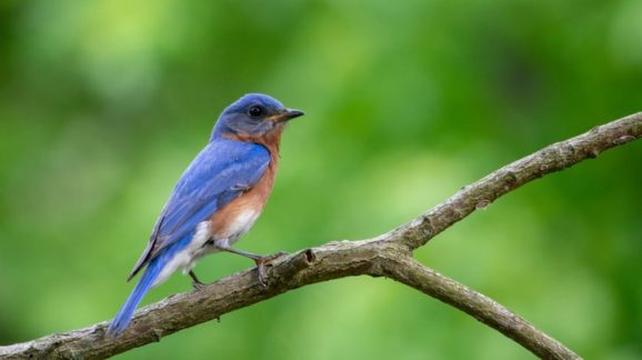 A Discussion on Saving Bluebirds through Private Conservation, and a Tribute to Andy Thompson