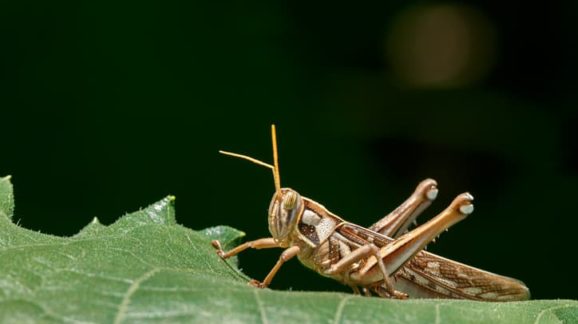 Solutions to Locust Plague Are the Same as for COVID: Freedom and Technology