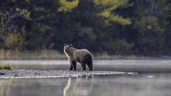 Congress should support the Grizzly Bear State Management Act