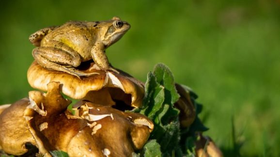 Louisiana Frog Feud Illustrates Regulatory Threat to Property Rights and Economic Freedom