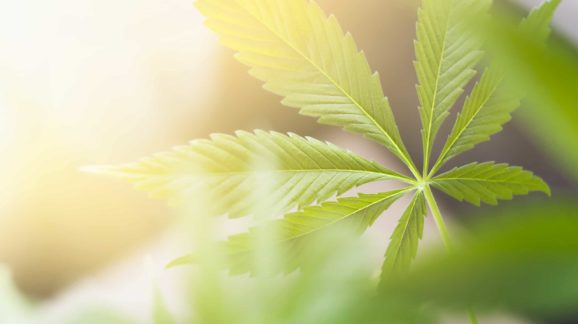 GOP Cannabis Legalization Bill Could Finally Surmount Partisan Divide