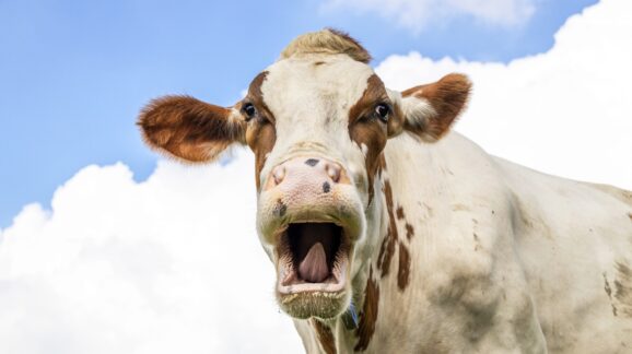 This week in ridiculous regulations: dairy donations and kiosk interpretations
