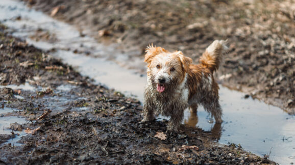 The SCRUB Act: Washing away Washington’s regulatory grime