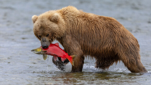 Bill would delist Yellowstone grizzlies again