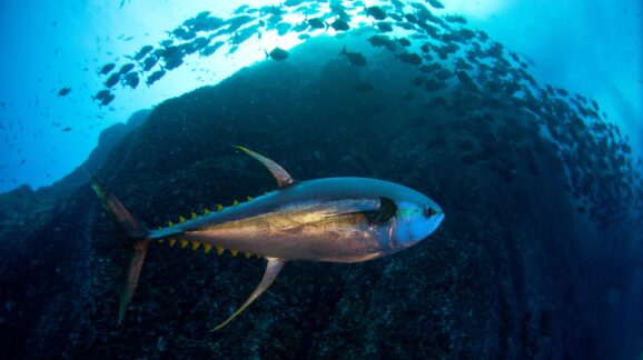The week in regulations: Medical devices and tuna