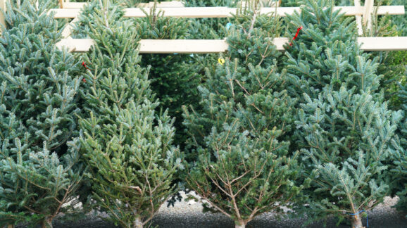 Time to end the Christmas tree tax