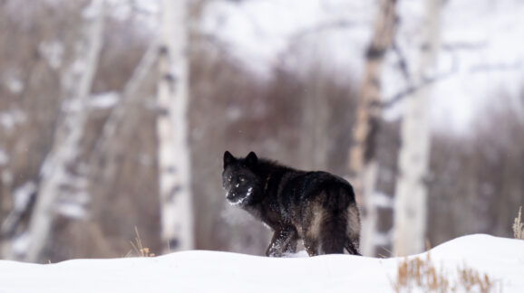 The ESA Amendments Act Includes Important Reforms Aimed at Conserving Species and Protecting Property Rights – CEI Paper