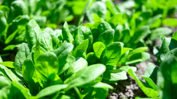 The week in regulations: Spinach proteins and seat belt reminders