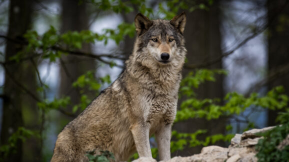 The ESA Amendments Act of 2025 Will Help Species