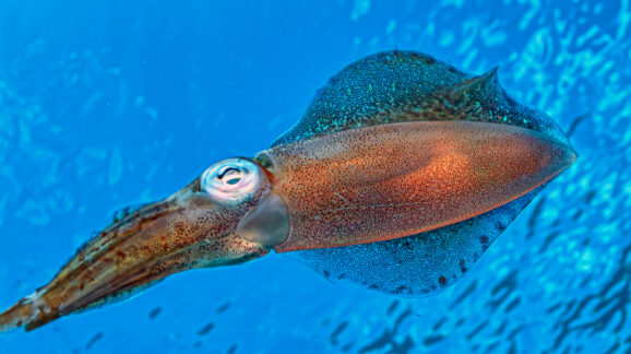 The week in regulations: Plywood emissions and squid specifications